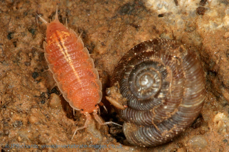 Androniscus dentiger British Myriapod and Isopod Group